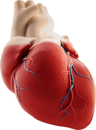 Optiheart apoya la salud cardiovascular — fórmula natural para estabilizar presión arterial y proteger vasos sanguíneos