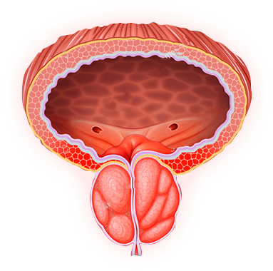 Anatomía de la próstata humana — Prostalis aporta 6 activos de evidencia clínica para HPB y salud prostática a largo plazo